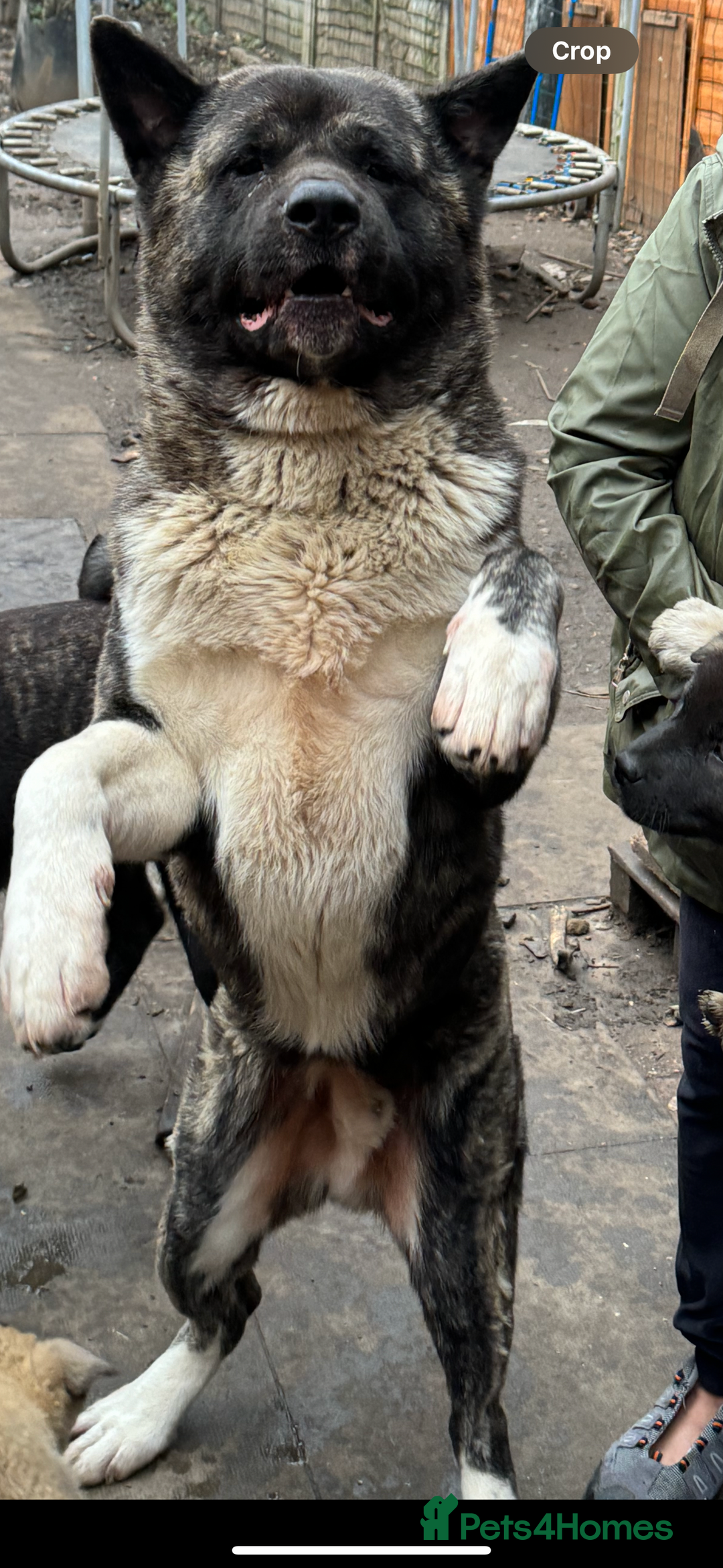 Akita dogs for sale: Chunky healthy big Akita puppies - Image 2