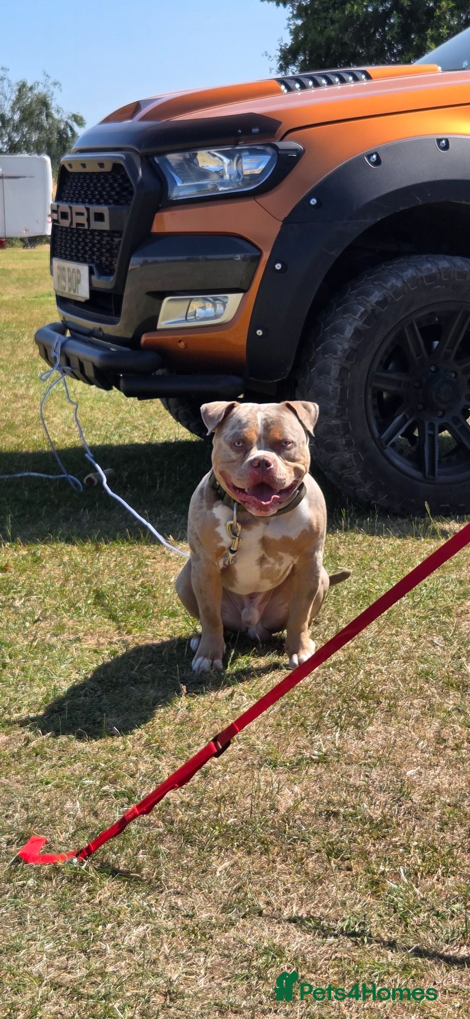 American Bully dogs American Standard Bully For Stud - Advert 1