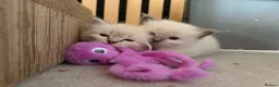 Ragdoll cats for sale: Beautiful Ragdoll kittens - Advert 8