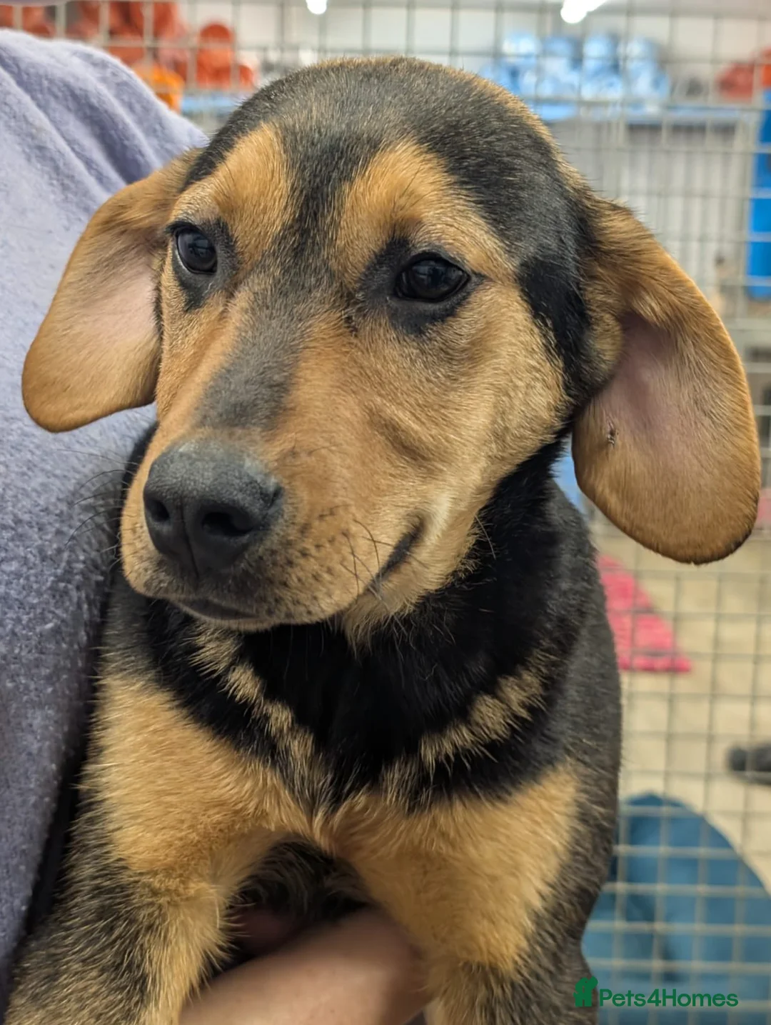 Mixed Breed dogs for adoption: Brutus - In Ayr Looking for a home  - Advert 4