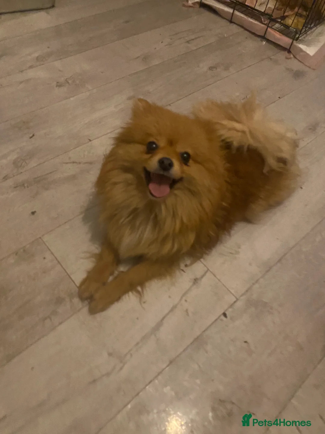 Pomeranian dogs for sale: Adventurous girl Pomeranian  - Advert 6