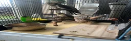 Cockatiels birds for sale: Baby Cockatiels Ready Mid July - Advert 11