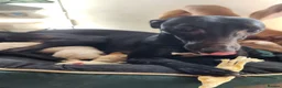 Whippet dogs for sale: Whippet - Advert 1