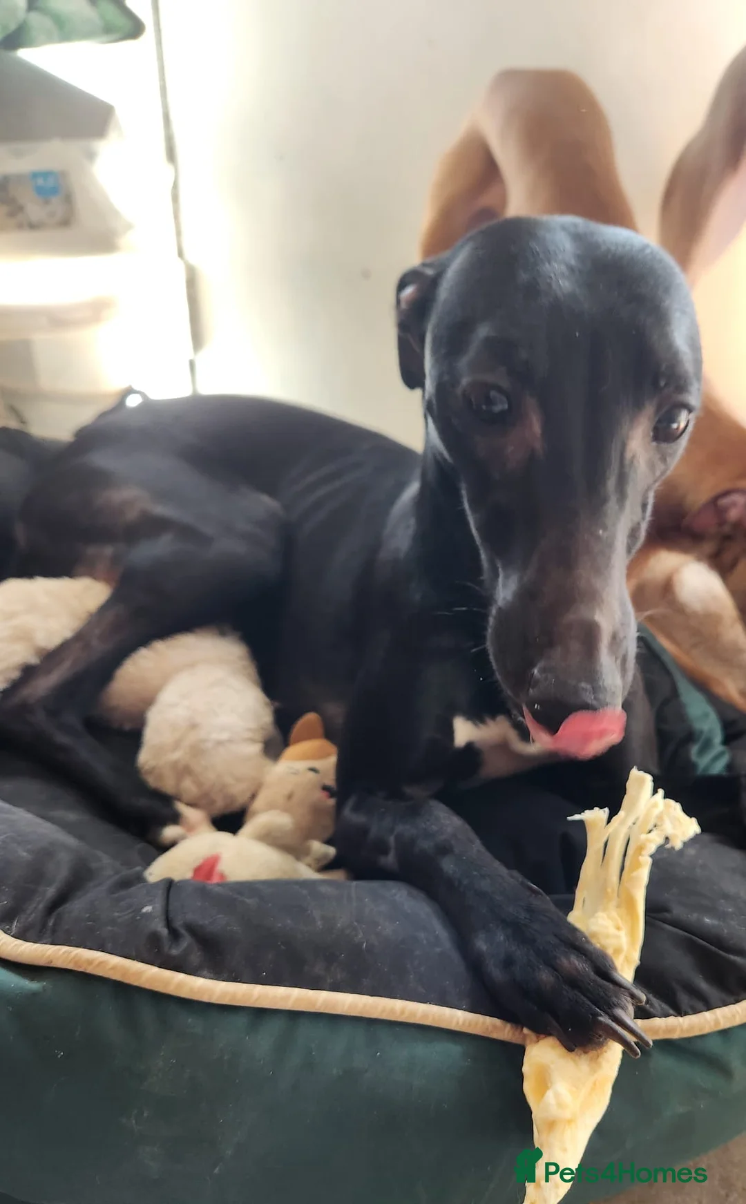 Whippet dogs for sale: Whippet - Advert 1