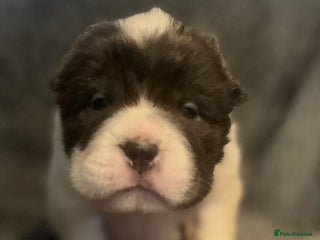 Shar Pei dogs Amazing flower bear coat !!! - Advert 5