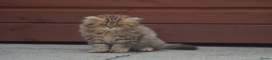 British Longhair Kitten 2