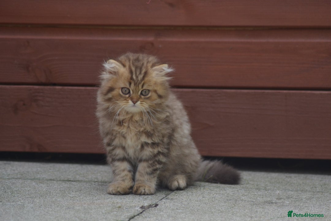 British Longhair cats for sale: TICA British Longhair Kittens  - Image 4