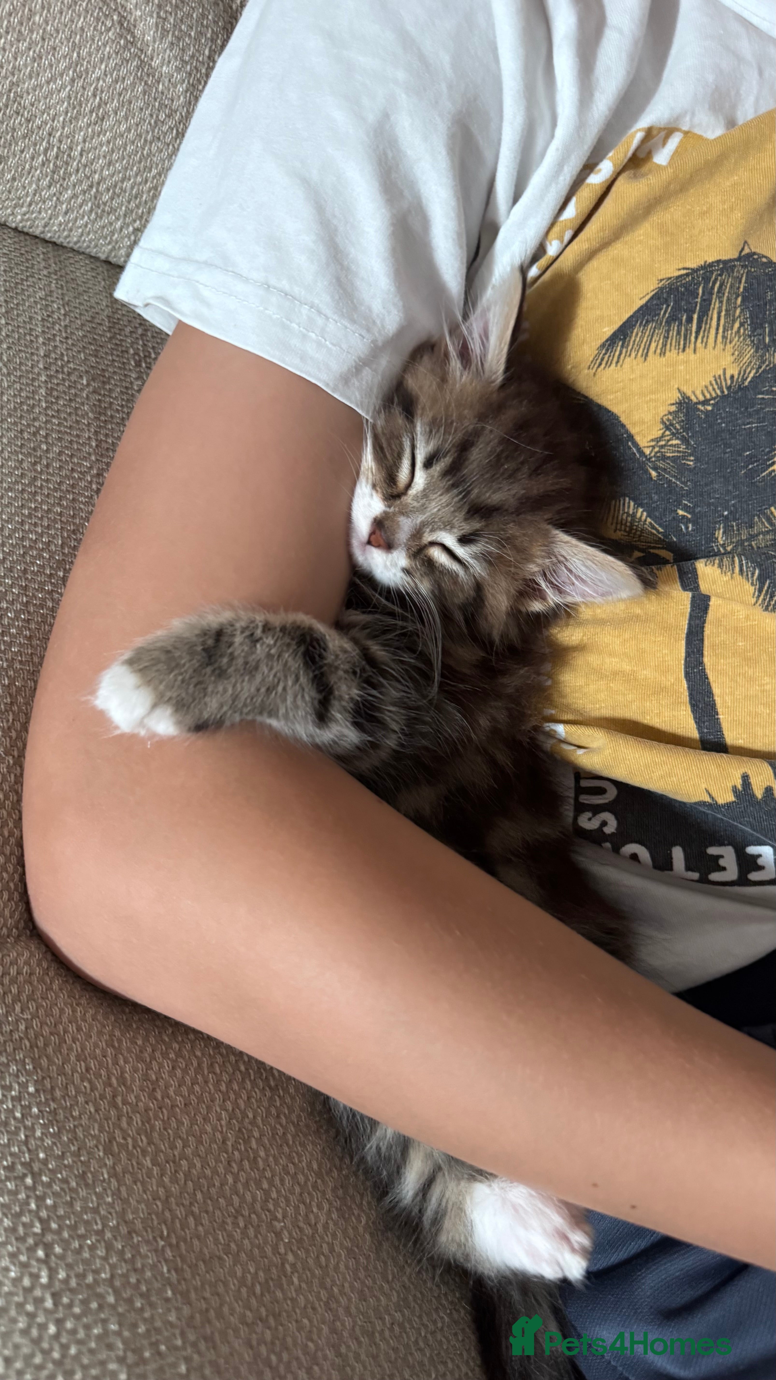 Domestic Shorthair cats Gorgeous male kitten  - Advert 2