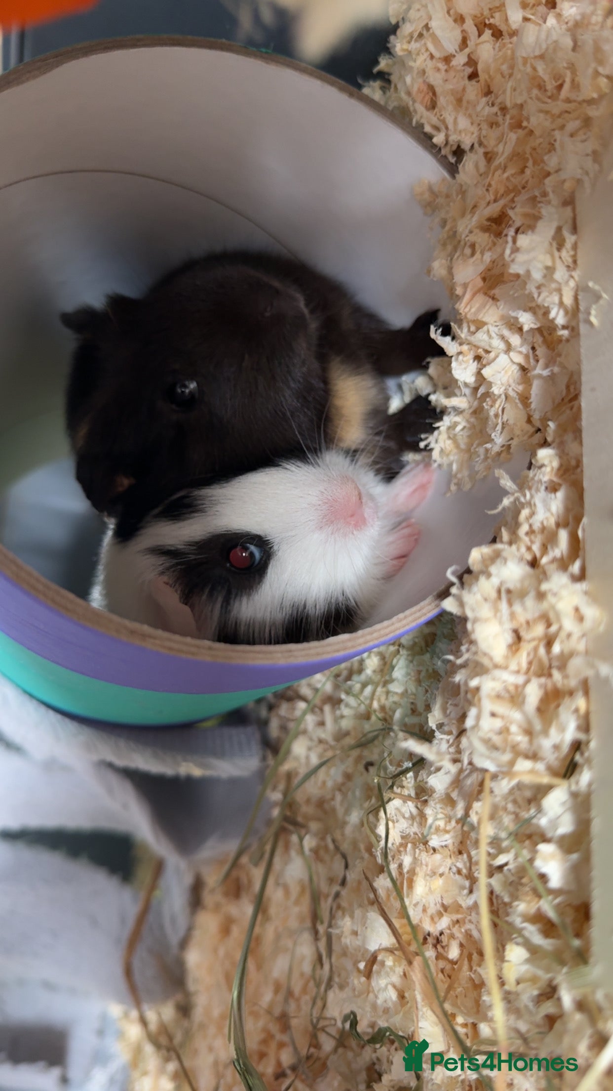 Guinea Pig rodents Two bonded female guinea pigs with set up - Advert 9