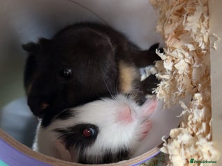 Guinea Pig rodents Two bonded female guinea pigs with set up - Advert 1