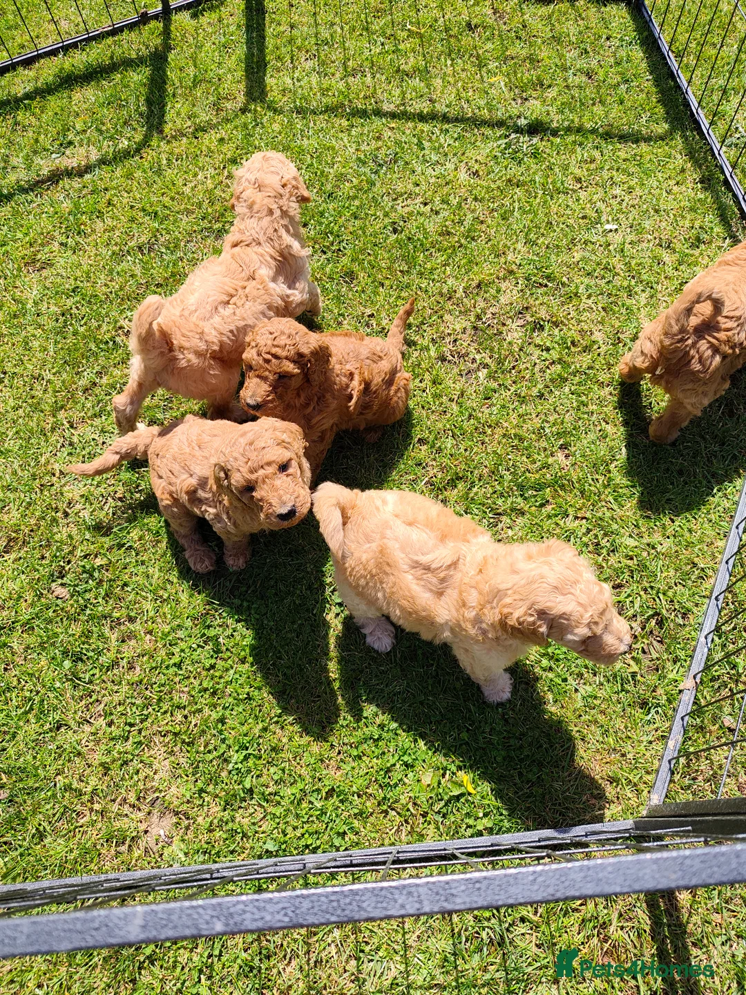 Standard Poodle dogs for sale: Red Standard Poodle puppies - Advert 2