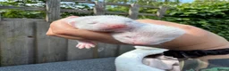 Ferret rodents for sale: Micro/whippet ferret kits  in Leicester - Advert 6