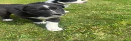 Mixed Breed dogs for sale: Beautiful Huntaway X Collie Pups - Advert 6