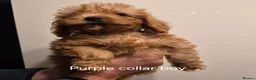 Cockapoo dogs for sale: Cockapoo puppies - Advert 6