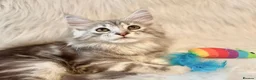 Maine Coon cats for sale: Maine coon kittens ready now pure mainecoon - Advert 4