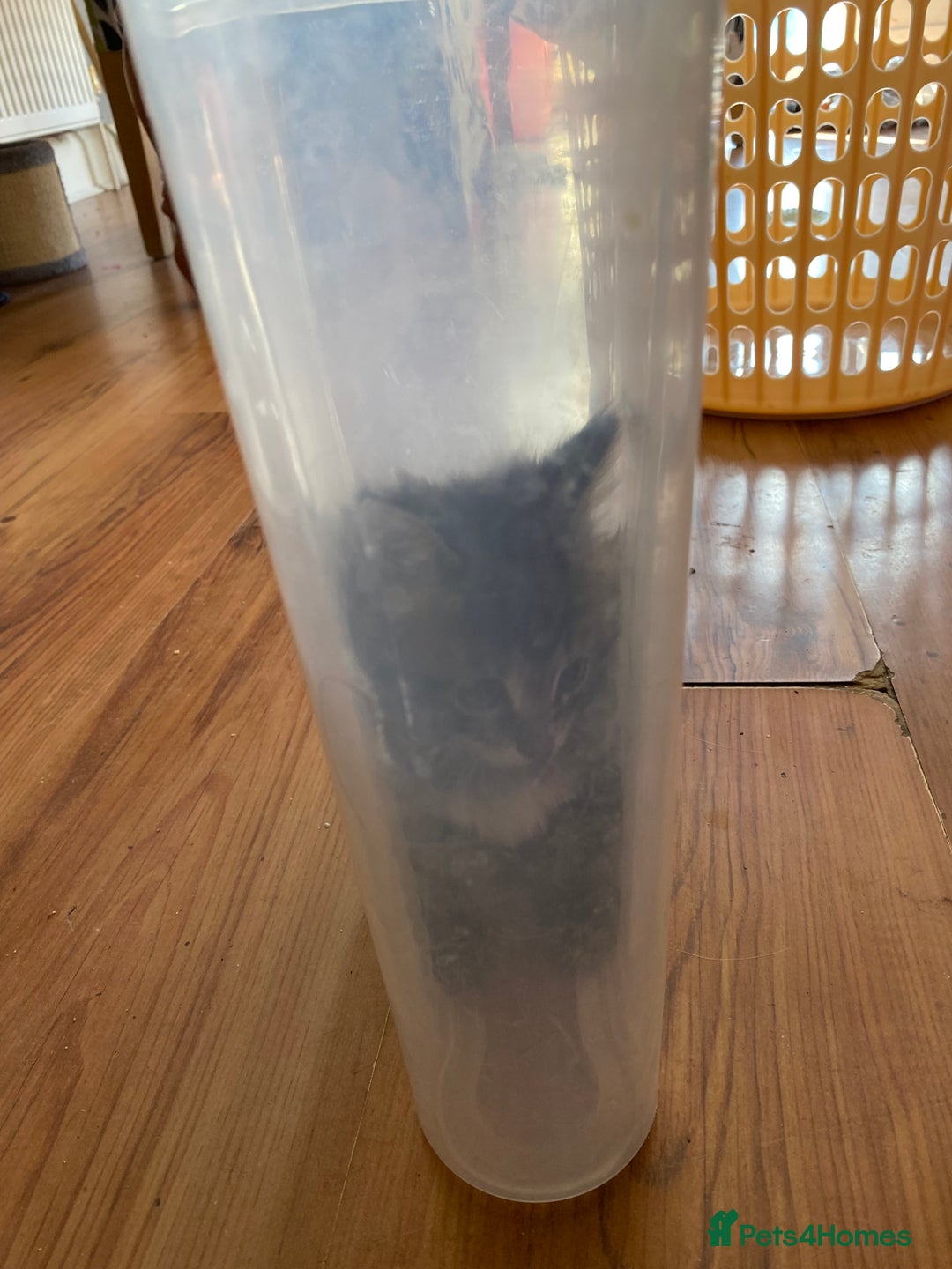 British Shorthair cats for sale: Ready for a loving home now  - Image 29