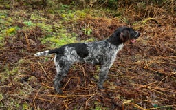 German Wirehaired Pointer dogs for sale: KC Reg GWP puppies  - Advert 11