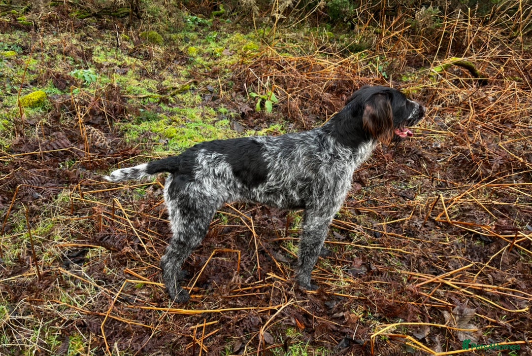 German Wirehaired Pointer dogs for sale: KC Reg GWP puppies  - Advert 11
