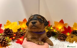 Cockapoo dogs for sale: 🌟Rare Reverse F1B Sable🌟DNA CLEAR Mini Cockapoos - Image 9