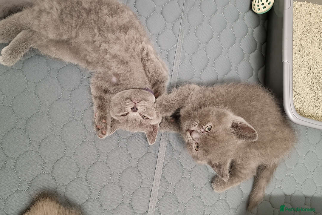 British Shorthair cats for sale: Chunky bsh kittens ready to leave now ❤️  - Image 7