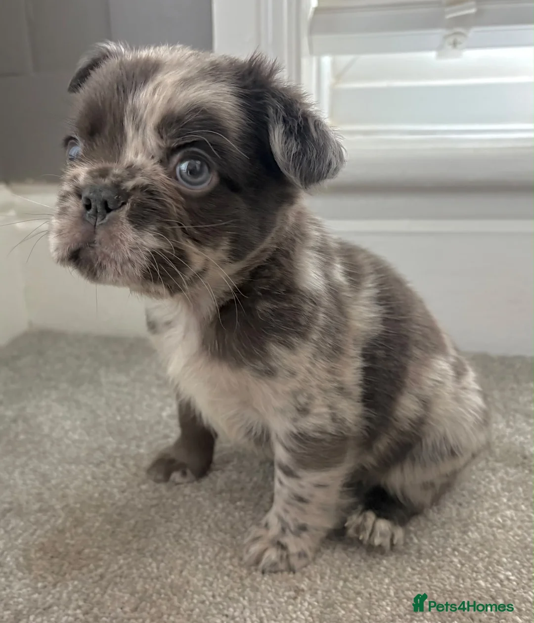 French Bulldog dogs for sale: 🎃🐾 FLUFFY FRENCH – READY 26TH OCTOBER! 🐾🎃 - Advert 1