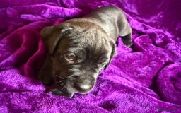 Mixed Breed dogs for sale: Cane Corso × Rottweiler/Bordeaux Puppies All Girls - Image 35