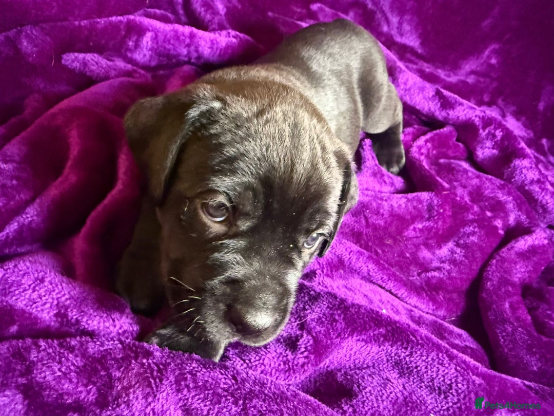Mixed Breed dogs for sale: Cane Corso × Rottweiler/Bordeaux Puppies All Girls - Image 35