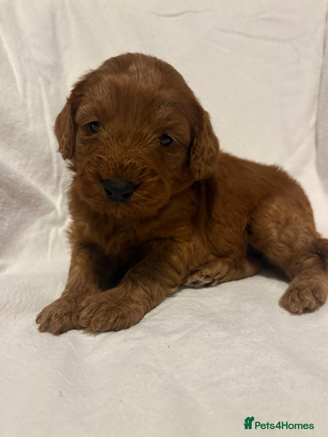 Cockapoo dogs for sale: Deep Red Cockapoos - Advert 3
