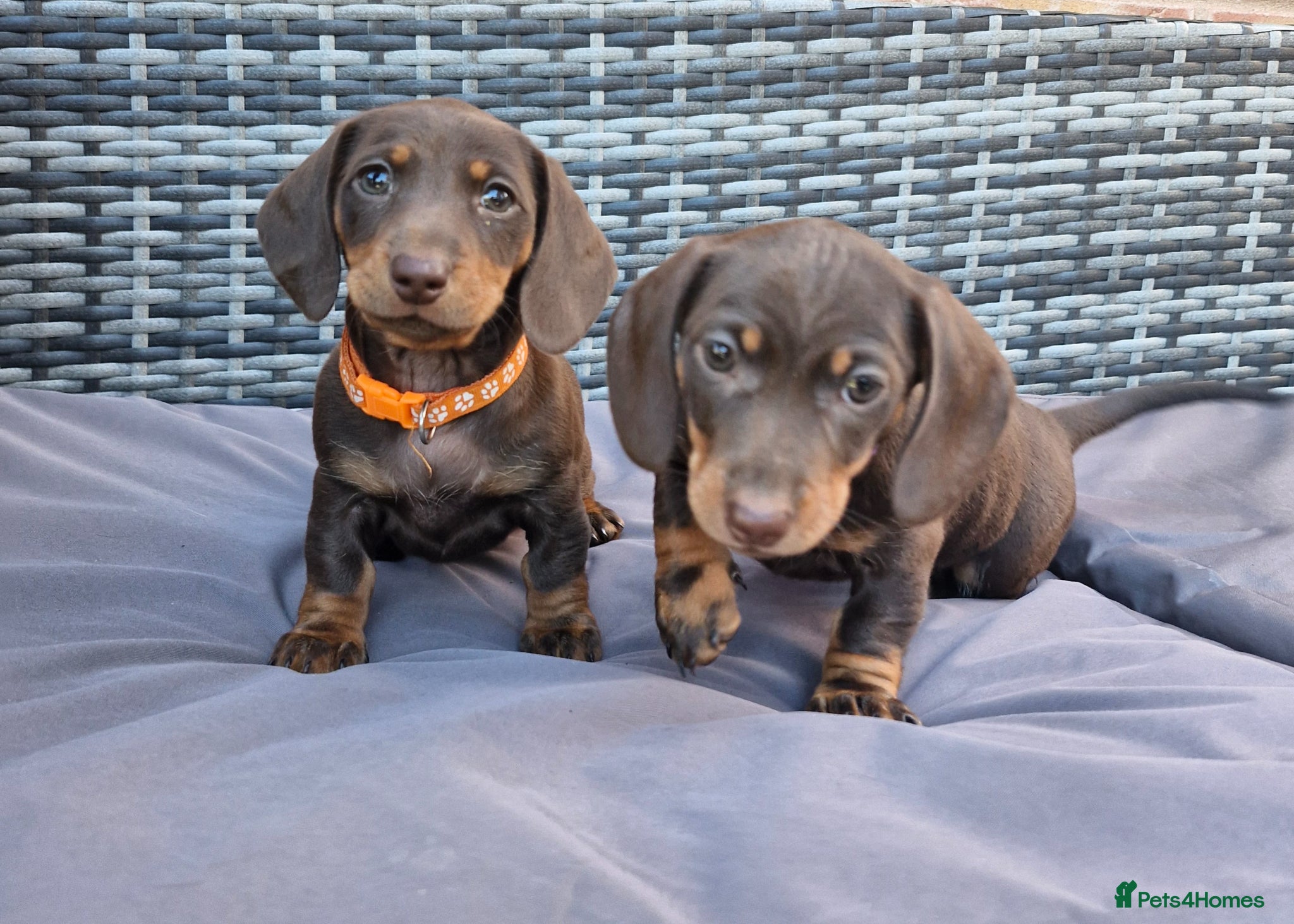 Miniature Dachshund dogs 💖 Last 2 Stunning KC Miniature Dachshund Pups💖  - Advert 12