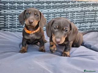 Miniature Dachshund dogs 💖 Last 2 Stunning KC Miniature Dachshund Pups💖 - Advert 12