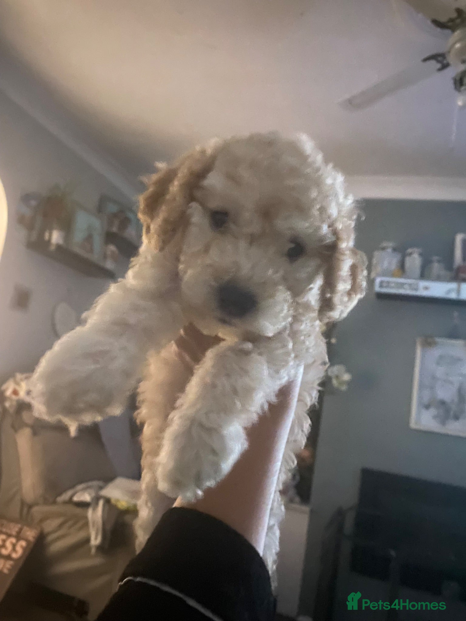 Cockapoo dogs Beautiful Luna - Advert 1