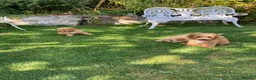 Cavapoochon dogs for sale: Gorgeous F1b Cavapoochon puppies - Advert 8