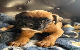 Boxer dogs for sale: 5 STAR LICENSE BREDDER   22 years experience  - Image 14