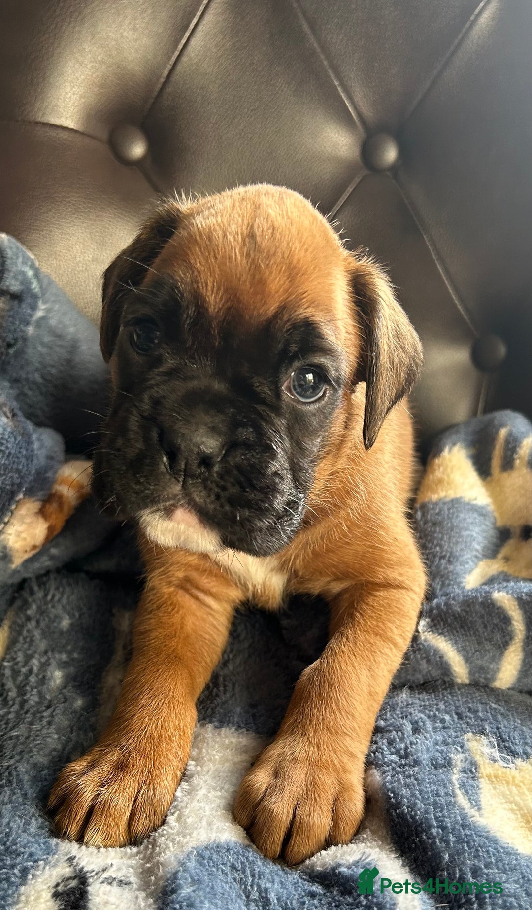 Boxer dogs for sale: 5 STAR LICENSE BREDDER   22 years experience  - Image 14
