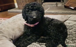 Labradoodle dogs for stud: PROVEN Healthy Labradoodle STUD - Hypoallergenic  - Image 13