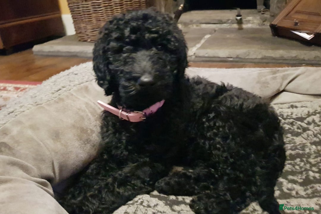 Labradoodle dogs for stud: PROVEN Healthy Labradoodle STUD - Hypoallergenic  - Image 13