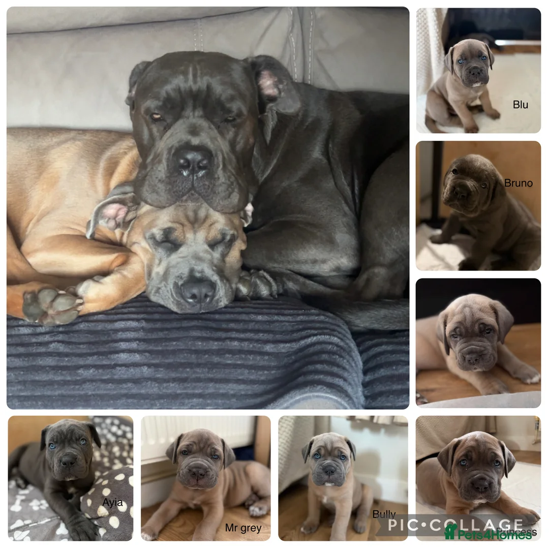 Cane Corso dogs for sale: Cane corso pups  in Dinas Powys - Advert 2