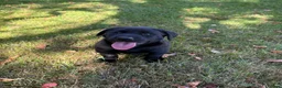 Labrador Retriever dogs for sale: Handsome Labrador dogs available  in Durham - Advert 9