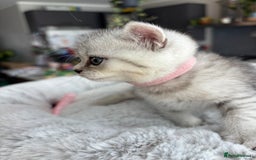 British Shorthair cats for sale: 💎Rare BSH Kittens💎Pedigree Champion Blood Line💎 - Image 10