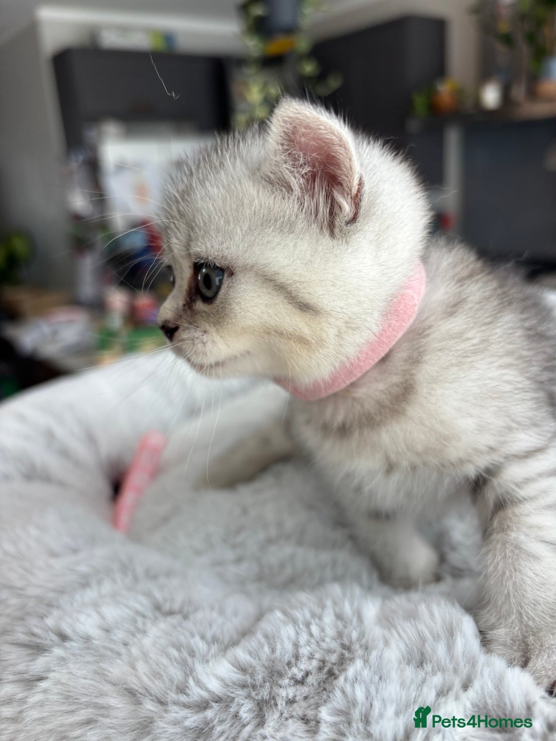 British Shorthair cats for sale: 💎Rare BSH Kittens💎Pedigree Champion Blood Line💎 - Image 10