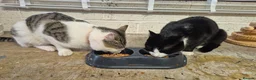 Mixed Breed cats for sale: Young male cat - Advert 2