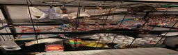 Rat rodents for sale: Rats and cage for sale in Redcar - Advert 2
