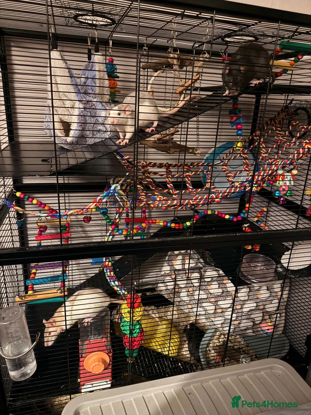 Rat rodents for sale: Rats and cage for sale in Redcar - Advert 2