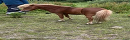 Miniature horses for sale: American miniature chestnut stallion  in Rochdale - Advert 4