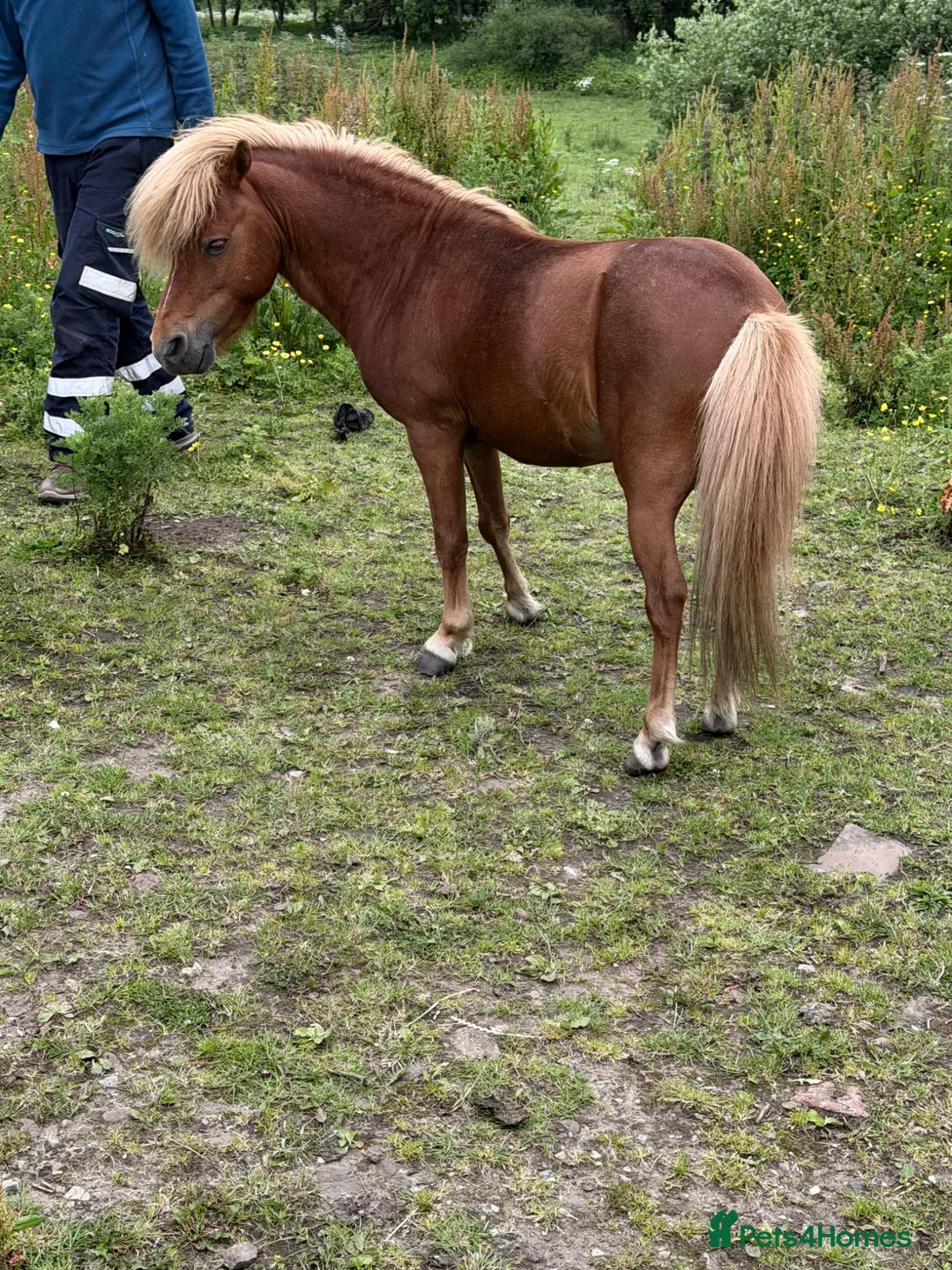 Miniature horses for sale: American miniature chestnut stallion  in Rochdale - Advert 4