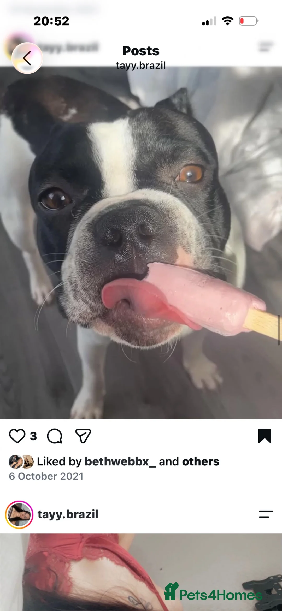 Boston Terrier dogs for stud: Boston for stud  in Southampton - Advert 3