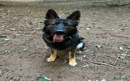 German Shepherd dogs for stud: Gorgeous German Shepherd For Stud in Kidderminster - Image 6