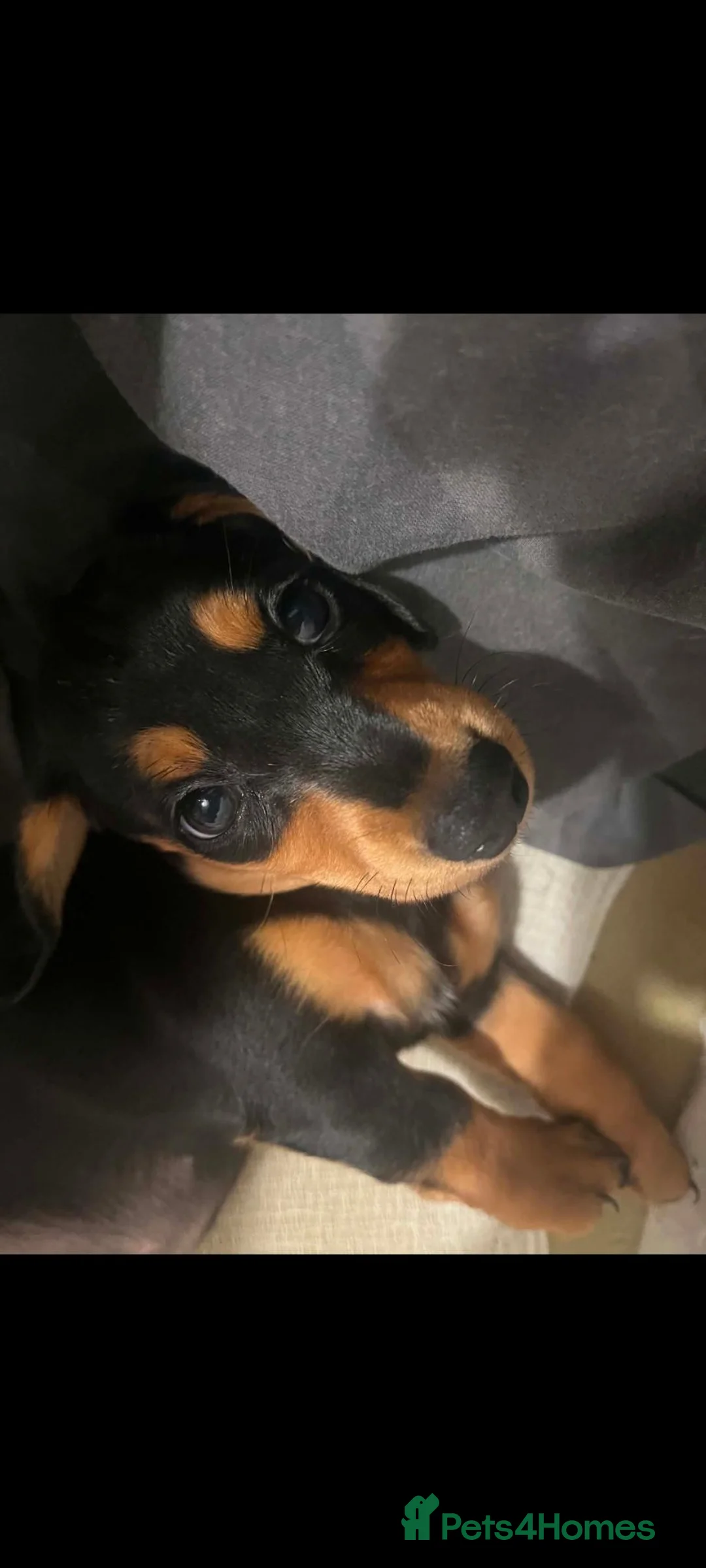 Dachshund dogs for sale: Female dachshund  in Leeds - Advert 2