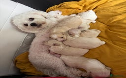 Bichon Frise dogs for sale: One little girl and boy are looking for a family🤍 - Image 19
