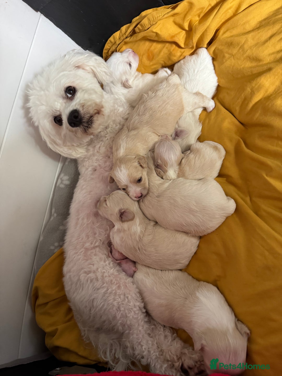 Bichon Frise dogs for sale: One little girl and boy are looking for a family🤍 - Image 19